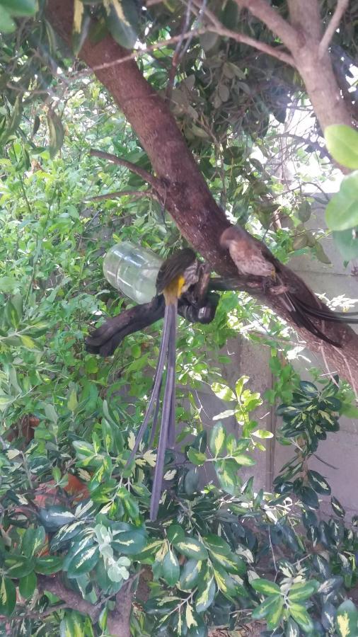 The Gift Apartment Agulhas Ngoại thất bức ảnh